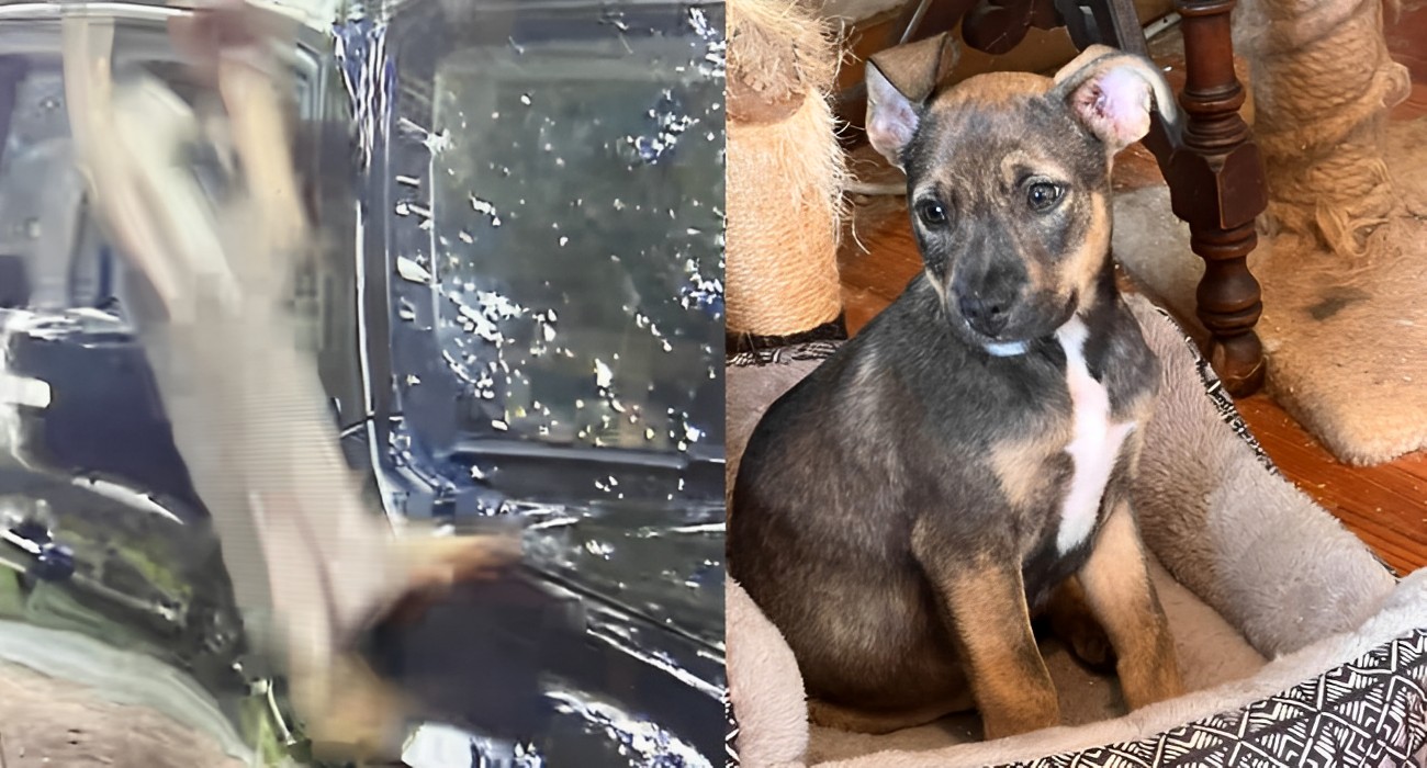 Il cucciolo di cane ce l'ha fatta: cosa è successo
