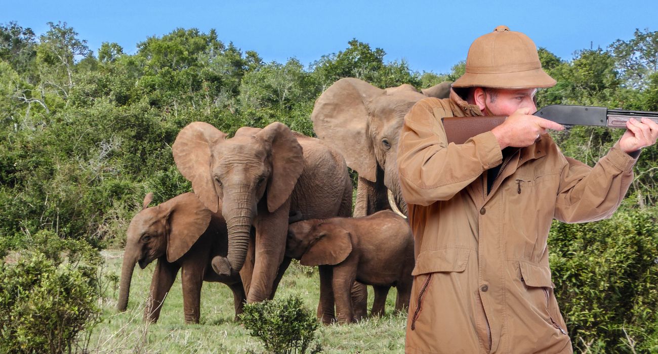 Il cacciatore spara all'elefante: ecco la reazione del branco