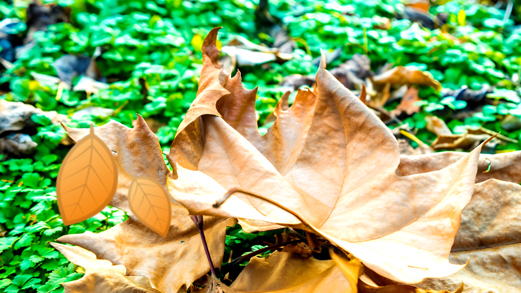 Scopri questa tecnica segreta per trasformare le foglie morte in un tesoro per il tuo giardino!